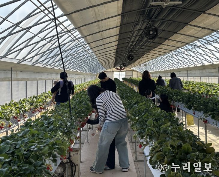 함께 찾는 봄 보물지도 - 딸기따기 체험