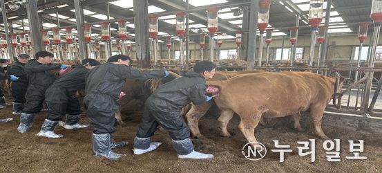 축산역량 강화교육 인공수정 과정에서 교육생들이 실습축을 활용해 실습에 참여하고 있다.