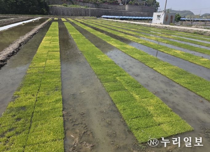 저온 피해 입은 못자리