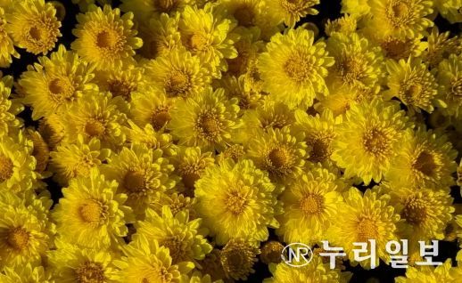 국산 화단국 ‘옐로빈’ 보급 확대