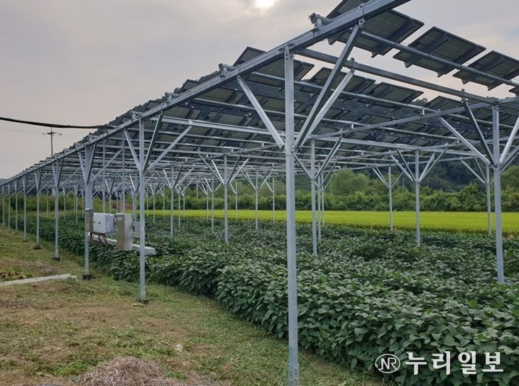 파평면 덕천리 스마트팜 영농형태양광 시설
